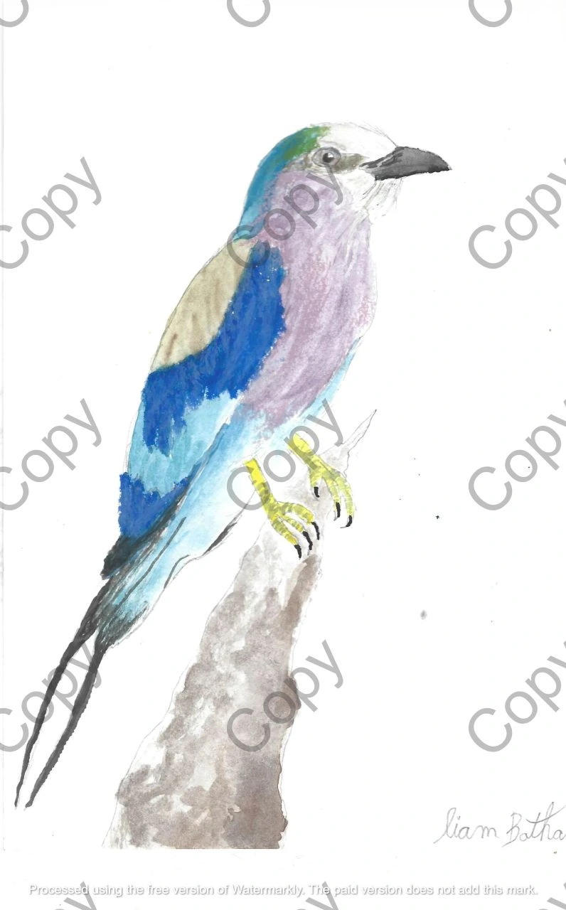 Lilac-breasted roller - Coracias caudatus (Copy) || By Liam Botha