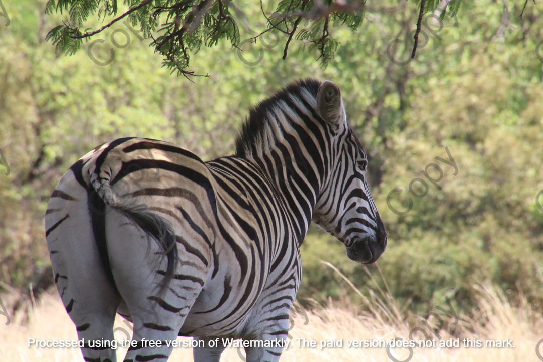 Savana Gaze A2 || By Liam Botha