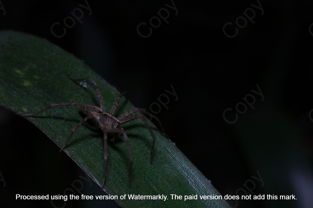 Eight legs through the Night A2 || By Liam Botha