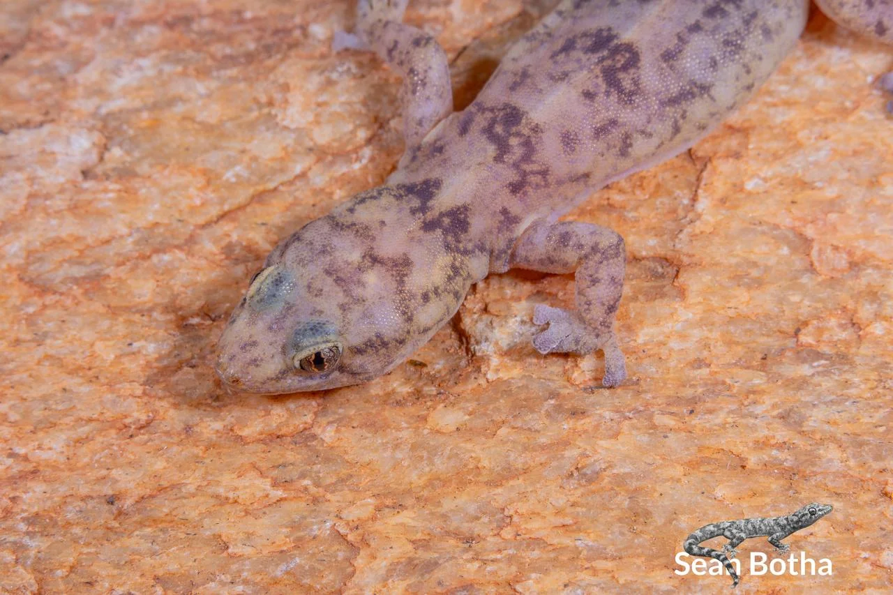 Afroedura transvaalica. From near Musina, Limpopo. Sean Botha.
