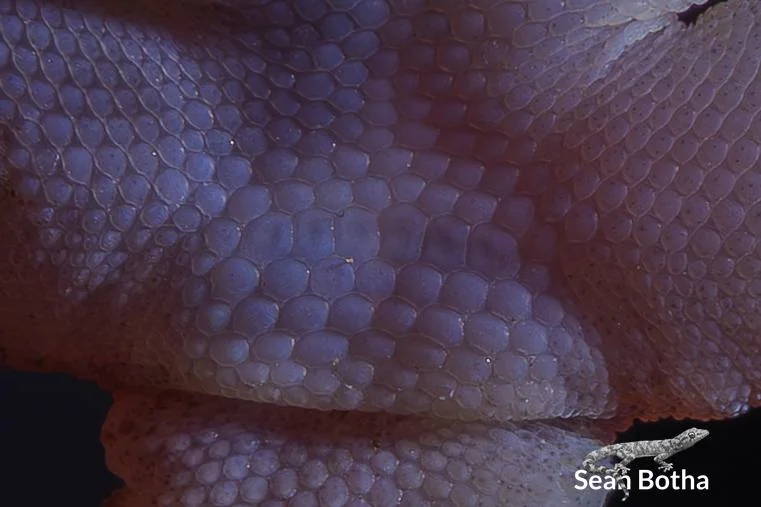 Afroedura transvaalica. From near Musina, Limpopo. Sean Botha.