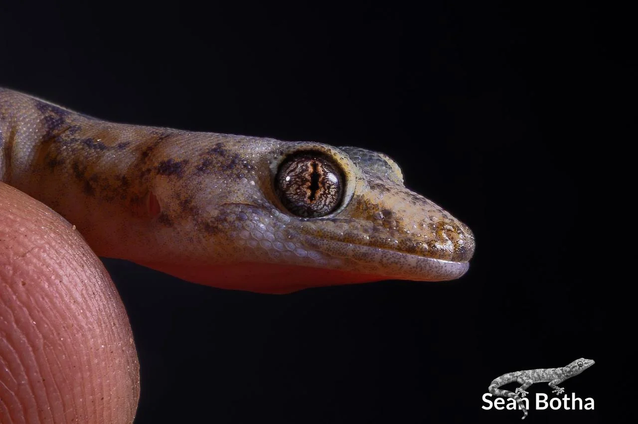 Afroedura transvaalica. From near Musina, Limpopo. Sean Botha.
