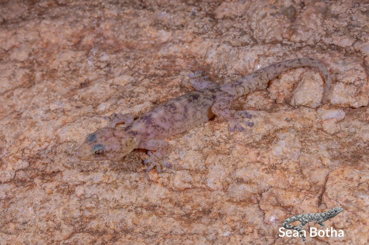 Afroedura transvaalica. From near Musina, Limpopo. Sean Botha.