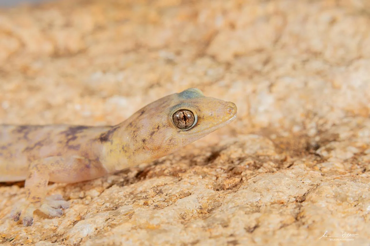 Afroedura transvaalica. From near Musina, Limpopo. Liam Botha.
