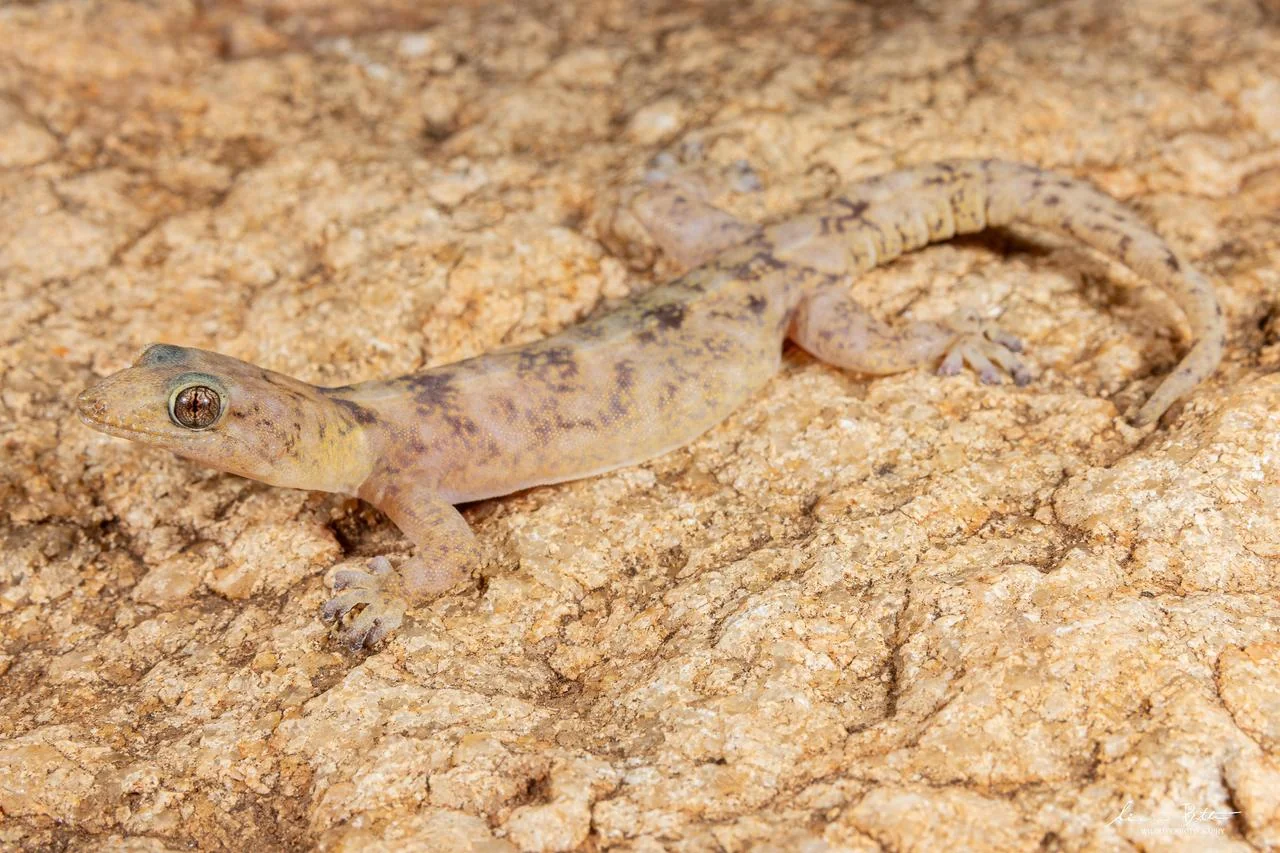 Afroedura transvaalica. From near Musina, Limpopo. Liam Botha.