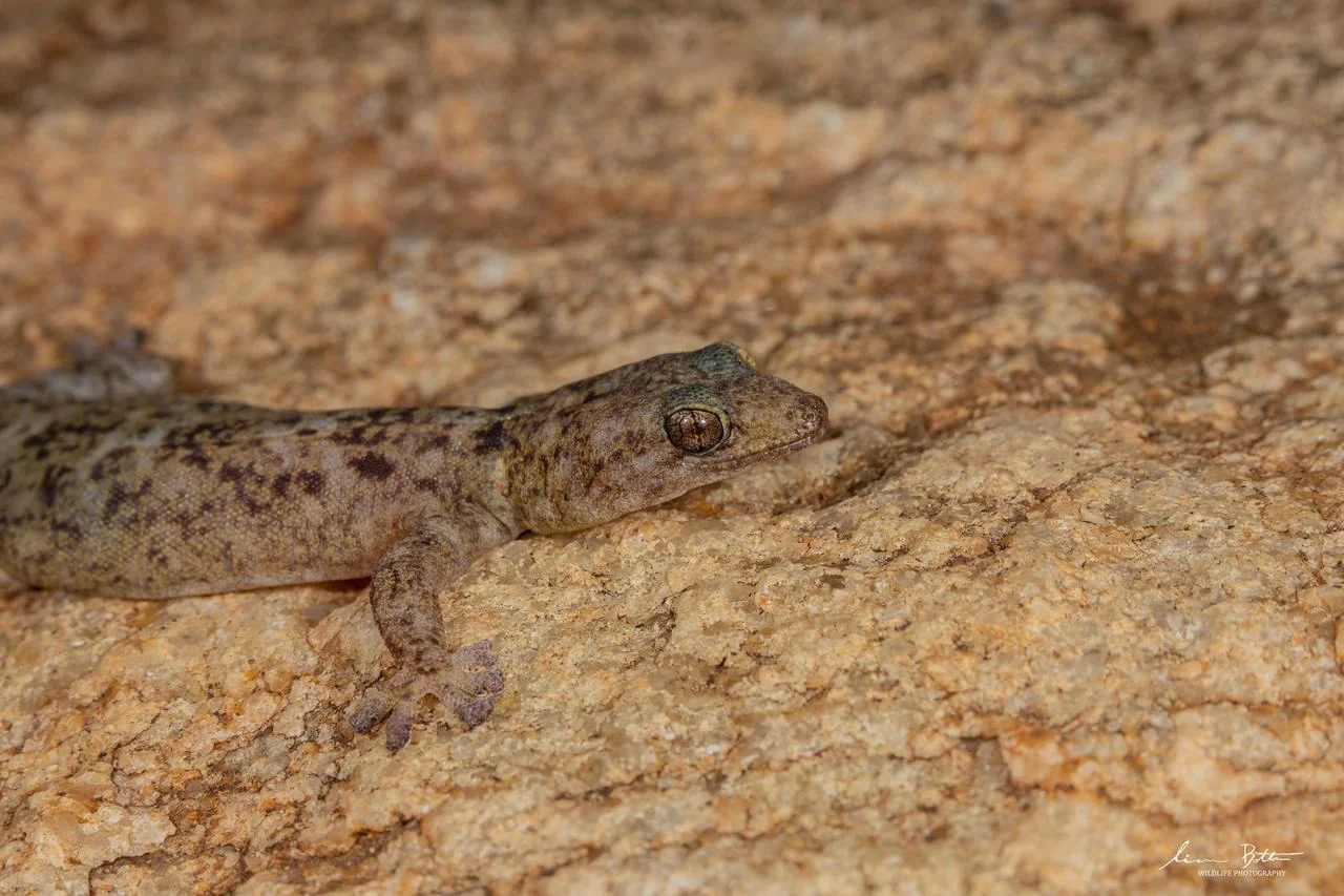 Afroedura transvaalica. From near Musina, Limpopo. Liam Botha.