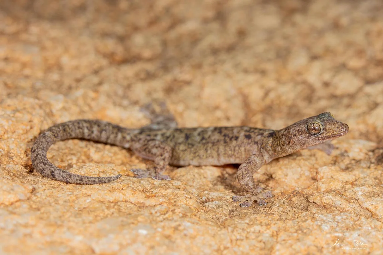 Afroedura transvaalica. From near Musina, Limpopo. Liam Botha.