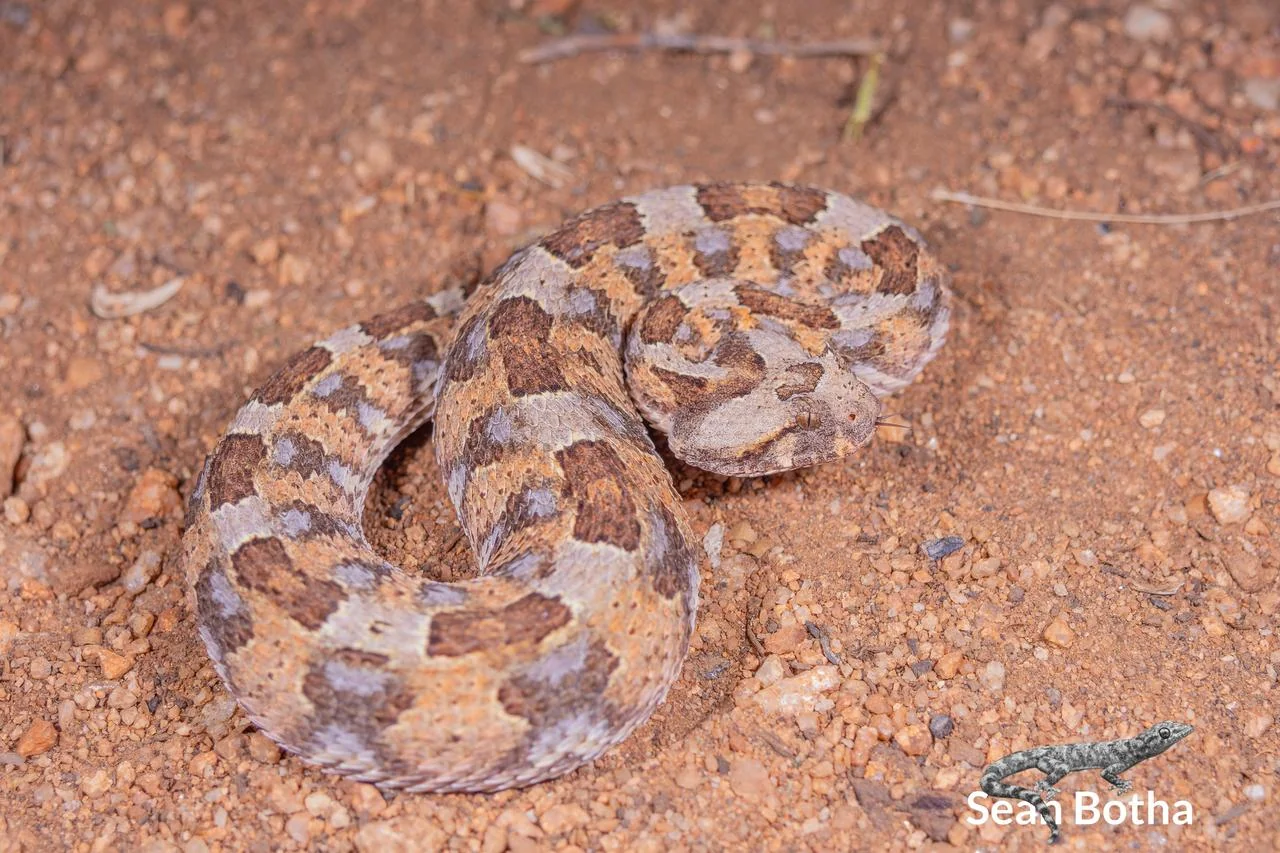 Horned Adder – Bitis caudalis. From near Musina, Limpopo. Sean Botha.