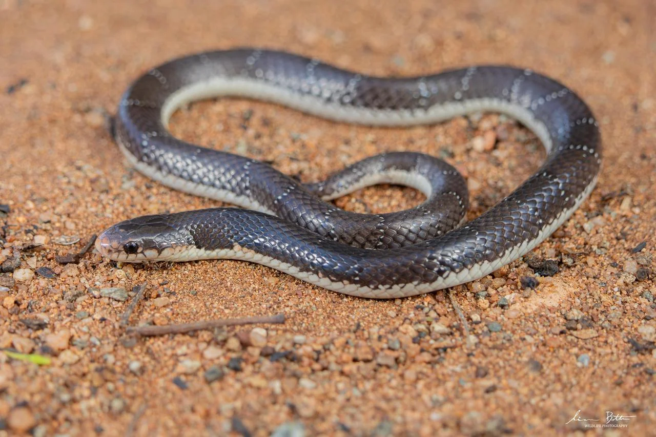 Elapsoidea cf. boulengeri. From near Waterpoort, Limpopo. Liam Botha.