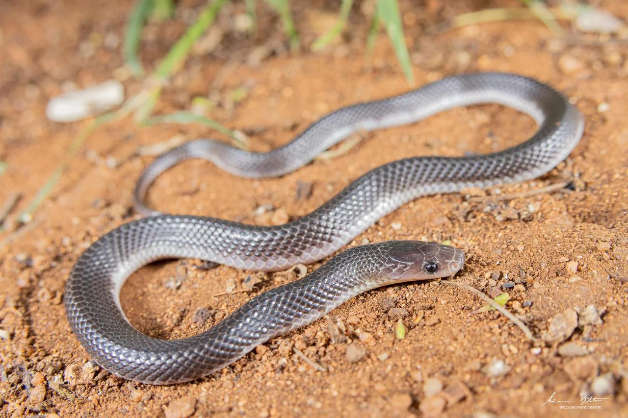 Gracililima nyassae. From near Waterpoort, Limpopo. Liam Botha.