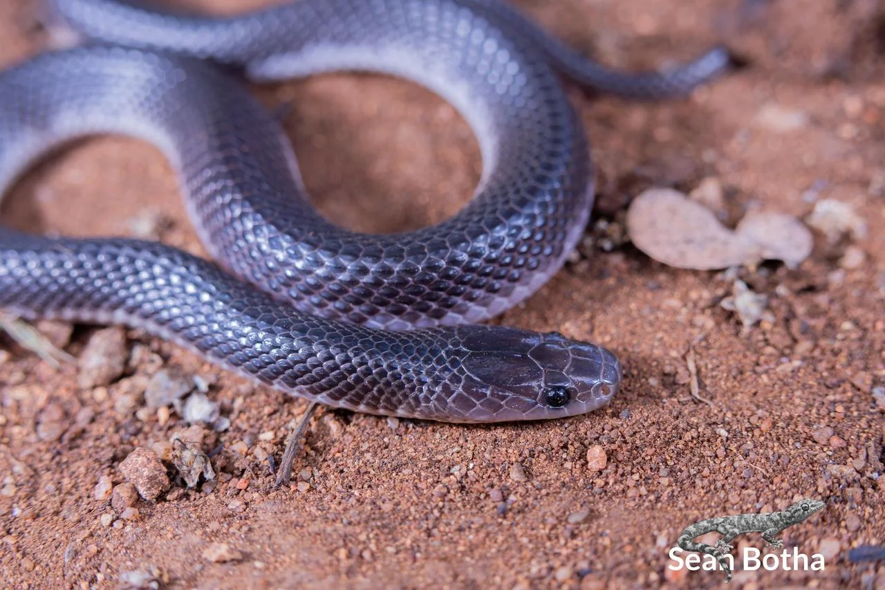 Gracililima nyassae. From near Waterpoort, Limpopo. Sean Botha.