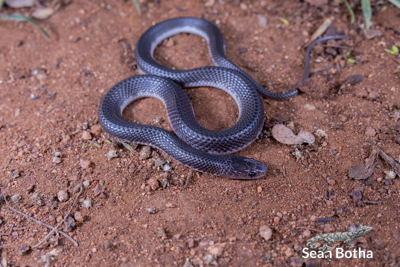 Gracililima nyassae. From near Waterpoort, Limpopo. Sean Botha.