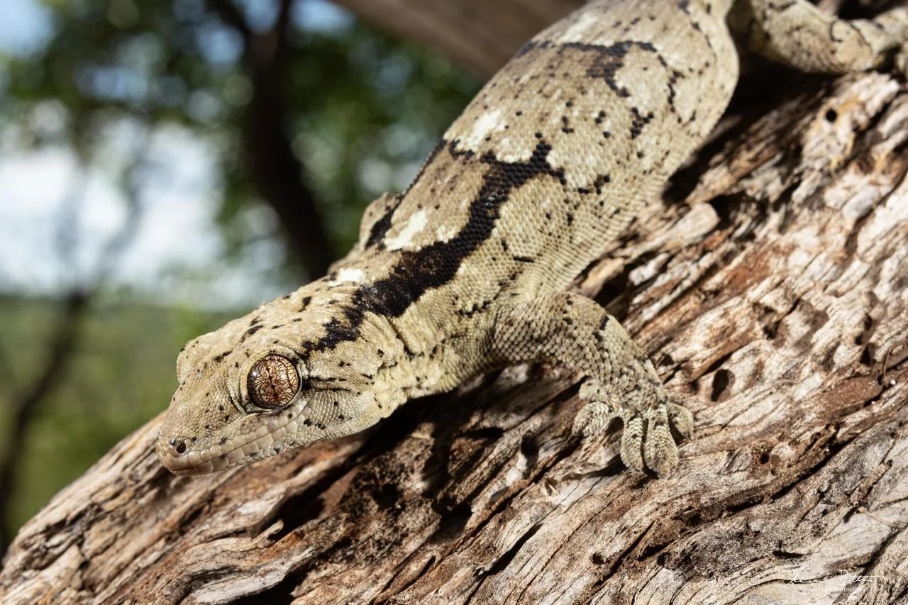 Homopholis arnoldi. From near Musina, Limpopo. Liam Botha.
