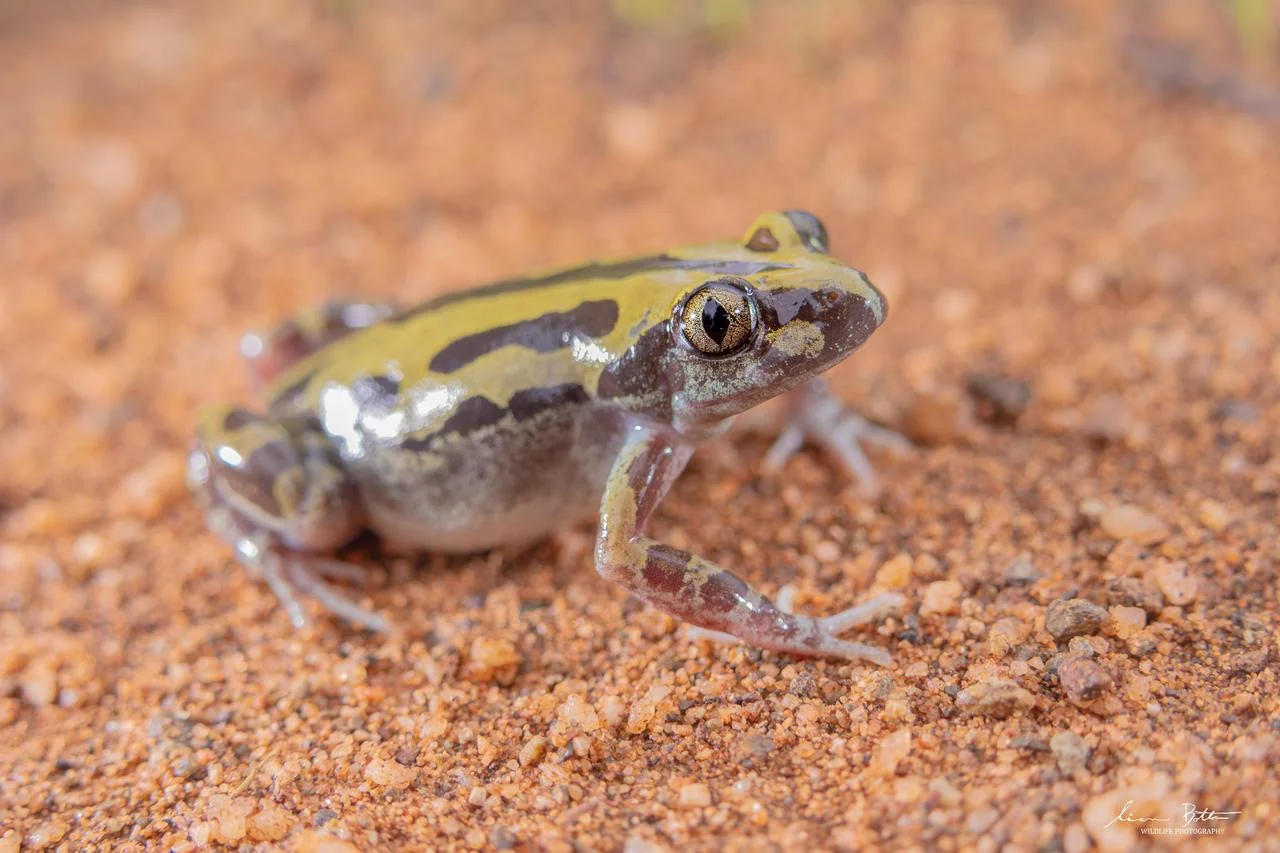 Kassina senegalensis. From Vivo, Limpopo. Liam Botha.
