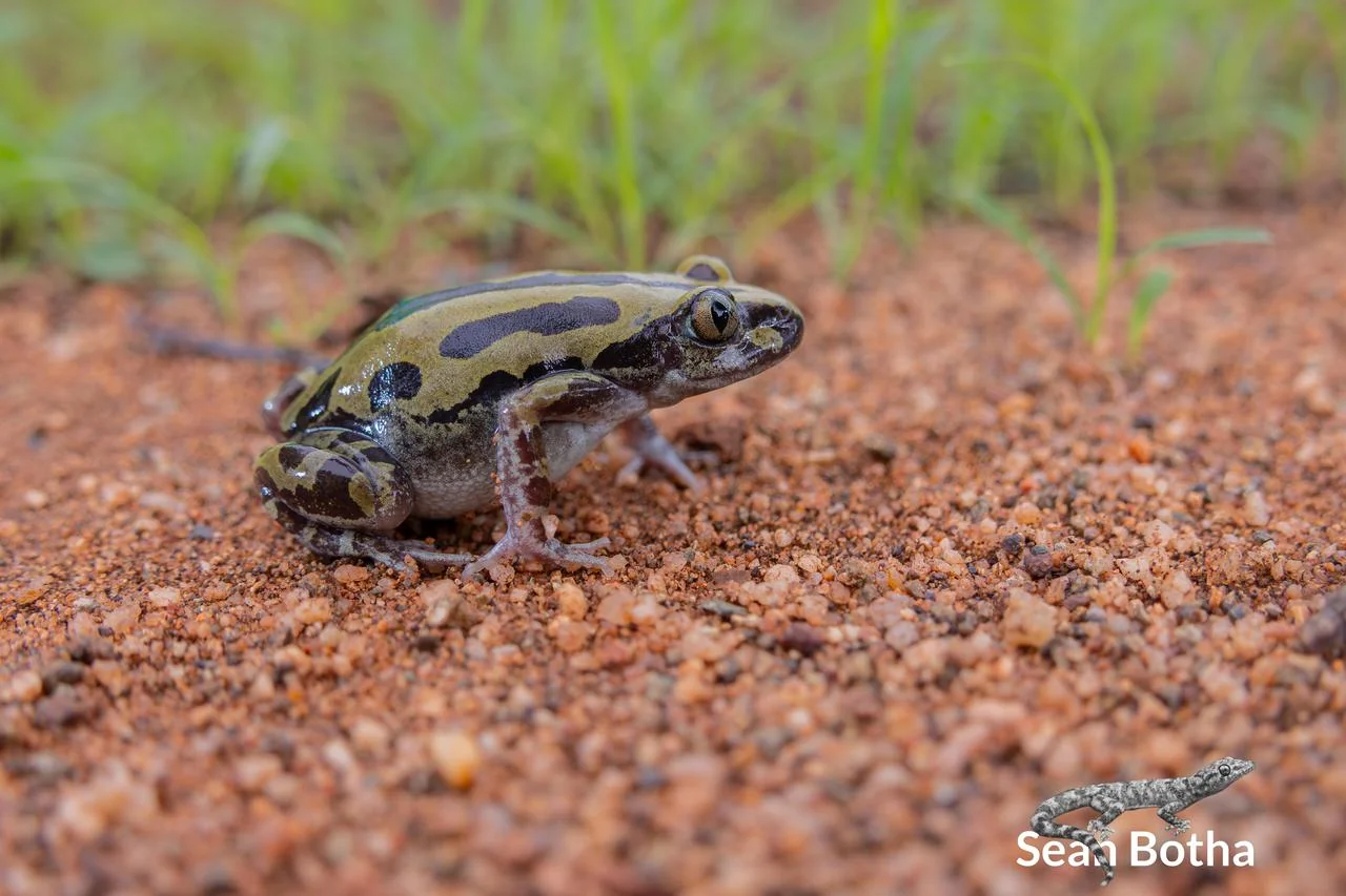 Kassina senegalensis. From Vivo, Limpopo. Sean Botha.