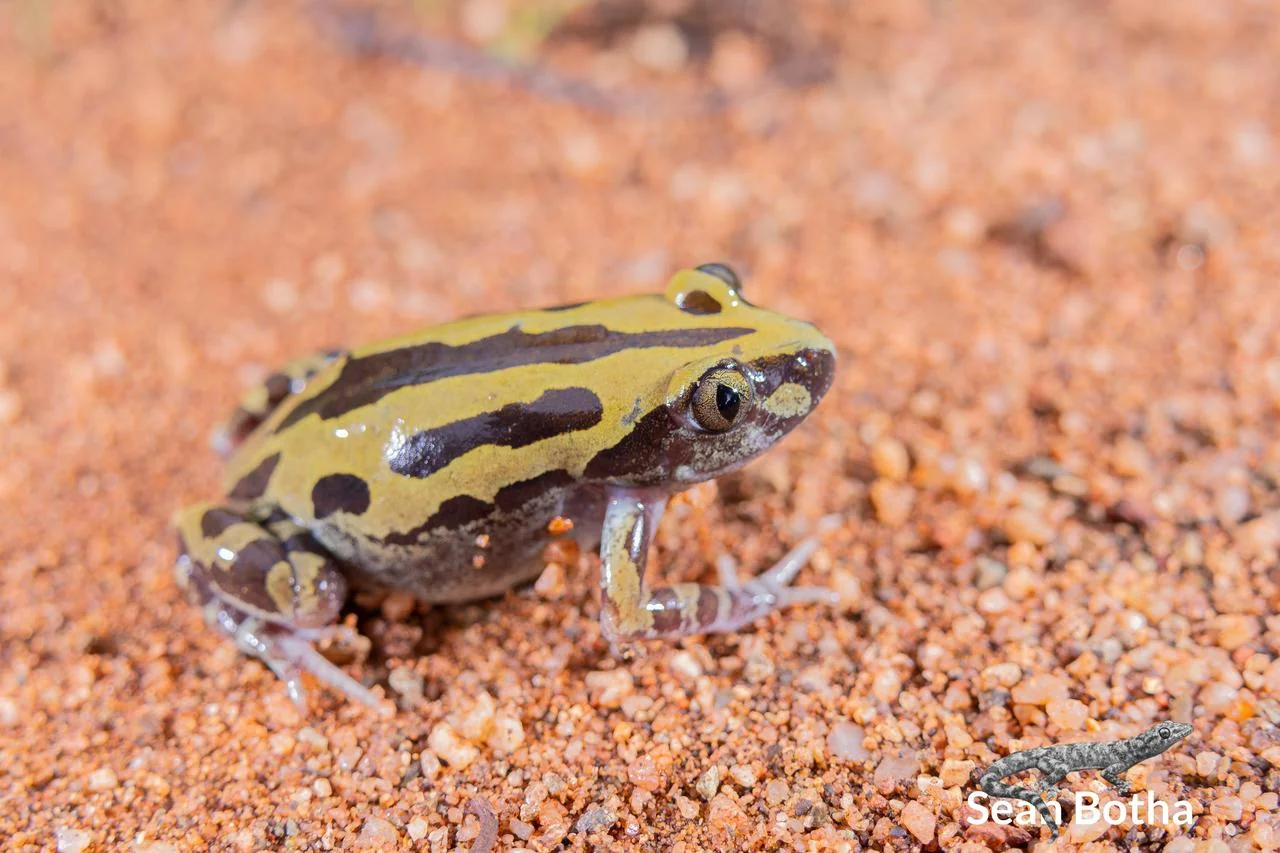 Kassina senegalensis. From Vivo, Limpopo. Sean Botha.