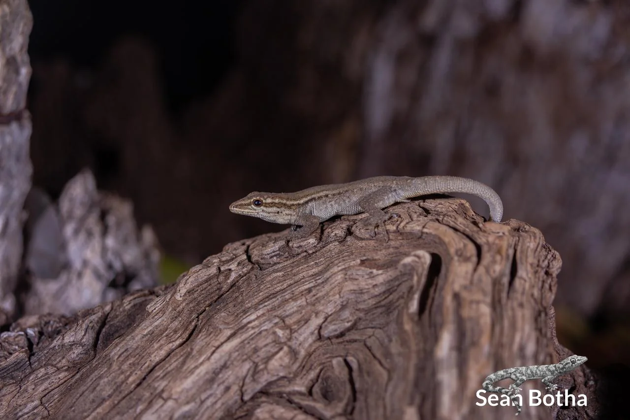 Lygodactylus bradfieldi. From near Musina, Limpopo. Sean Botha.