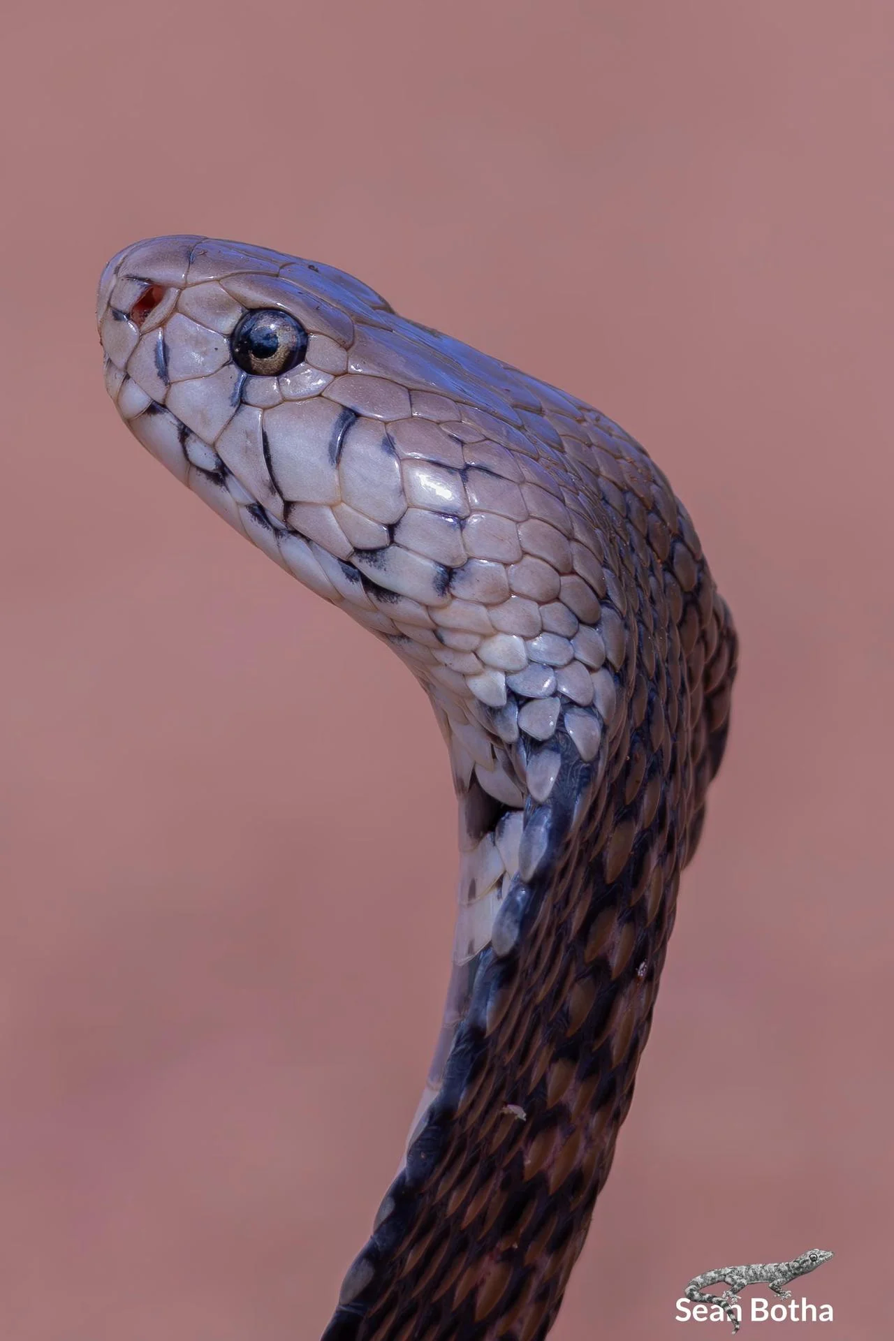 Naja mossambica. From Vivo, Limpopo. Sean Botha.