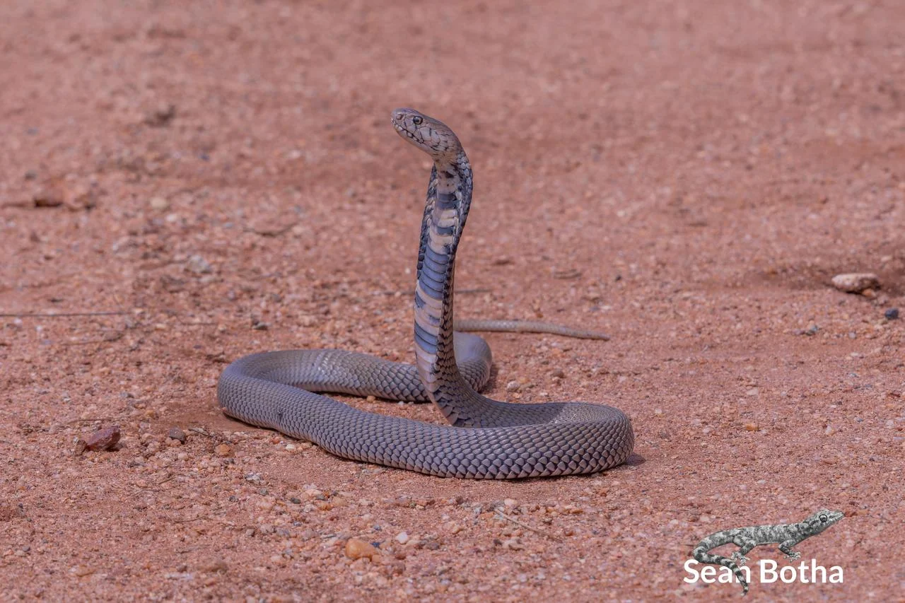 Naja mossambica. From Vivo, Limpopo. Sean Botha.