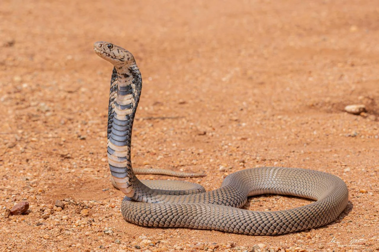 Naja mossambica. From Vivo, Limpopo. Liam Botha.