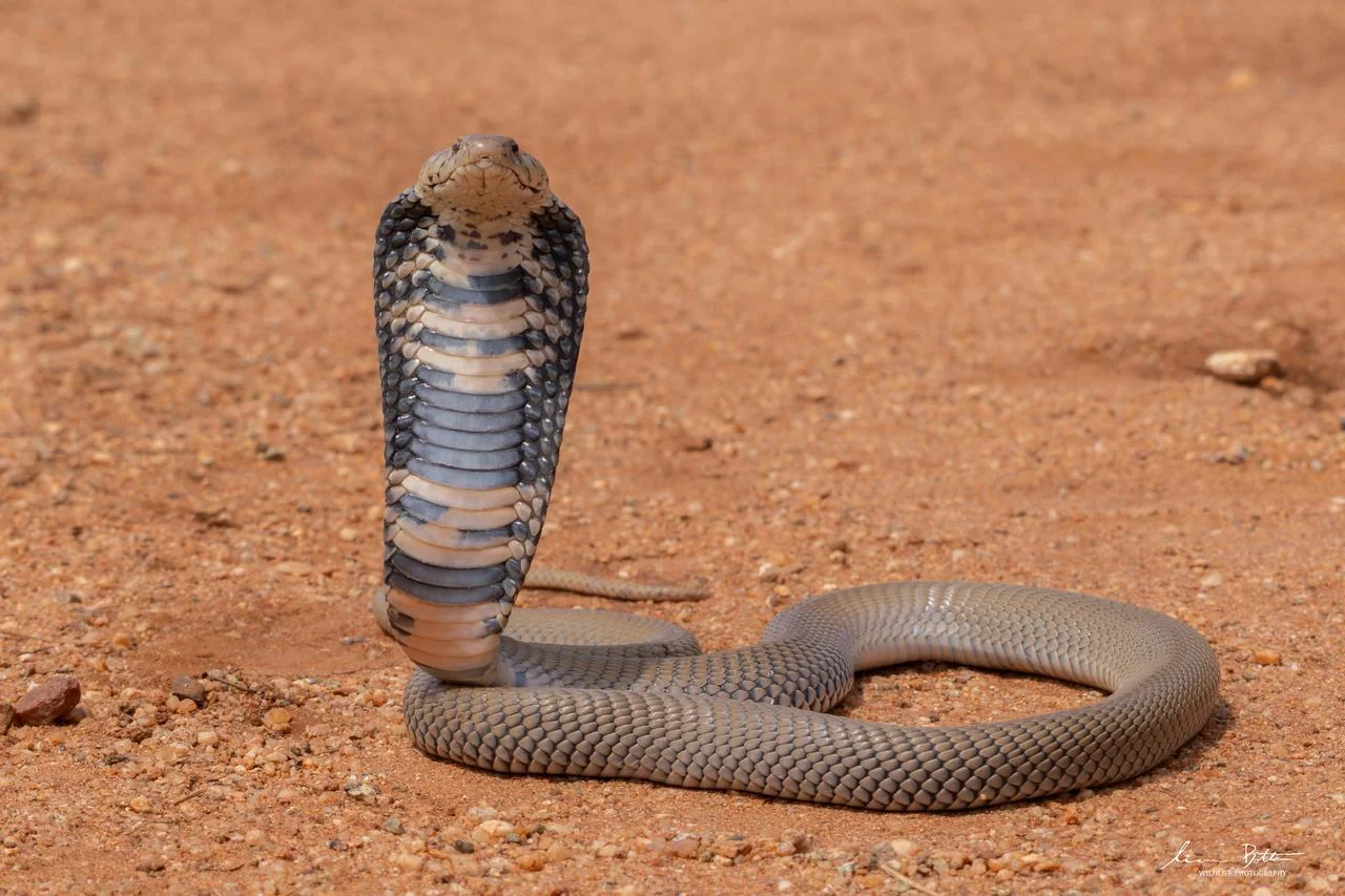 Naja mossambica. From Vivo, Limpopo. Liam Botha.