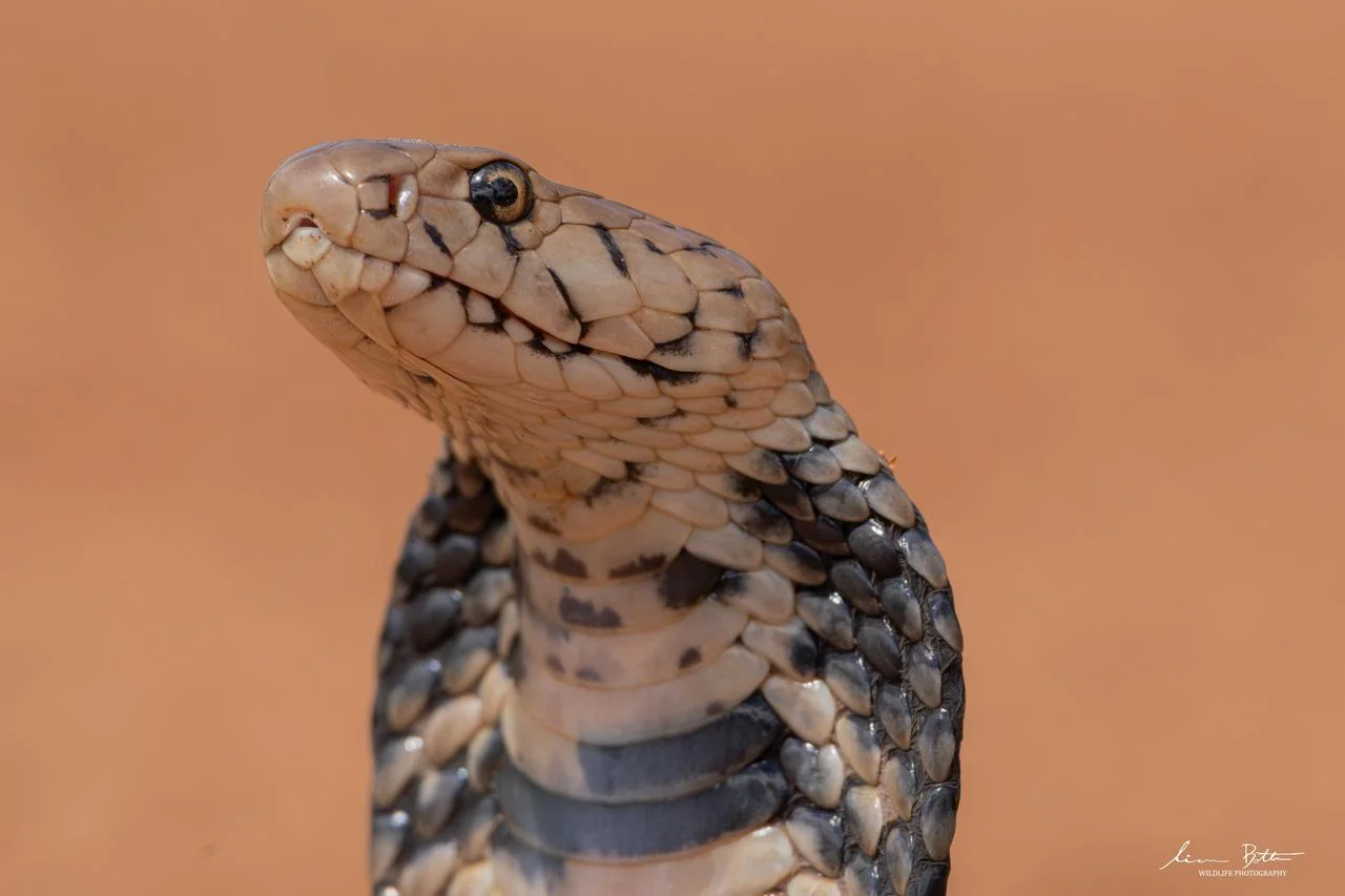 Naja mossambica. From Vivo, Limpopo. Liam Botha.
