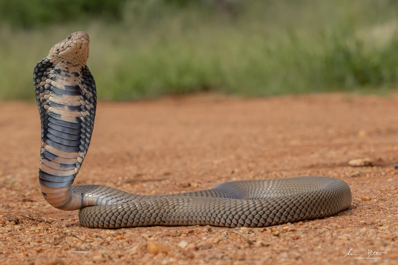 Naja mossambica. From Vivo, Limpopo. Liam Botha.