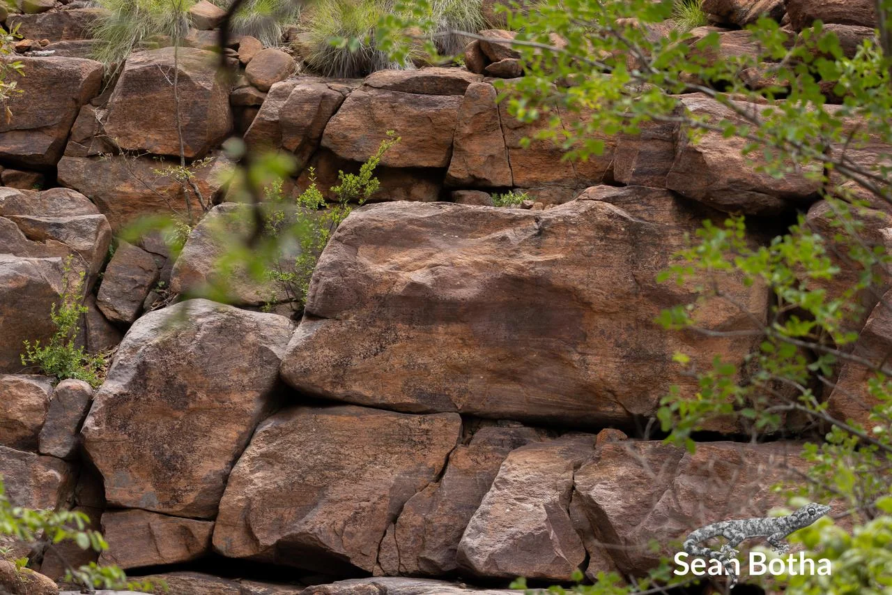 Platysaurus minor Habitat. From near Lephalale, Limpopo. Sean Botha.