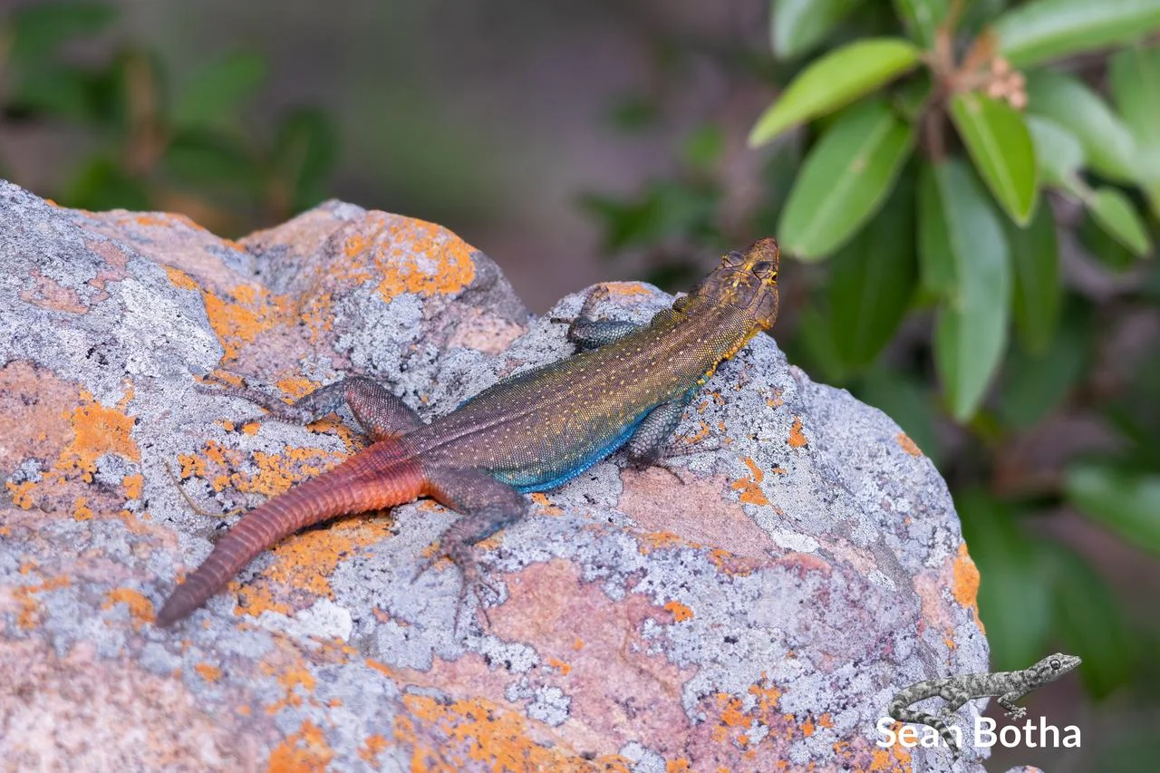 Platysaurus monotropis. From Tsolametse, Limpopo. Sean Botha.