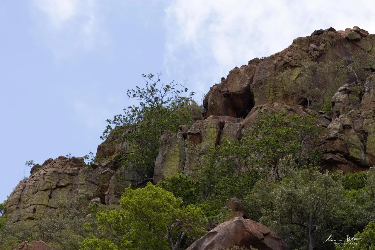 Platysaurus relictus Habitat. From Soutpansberg, Limpopo. Liam Botha.