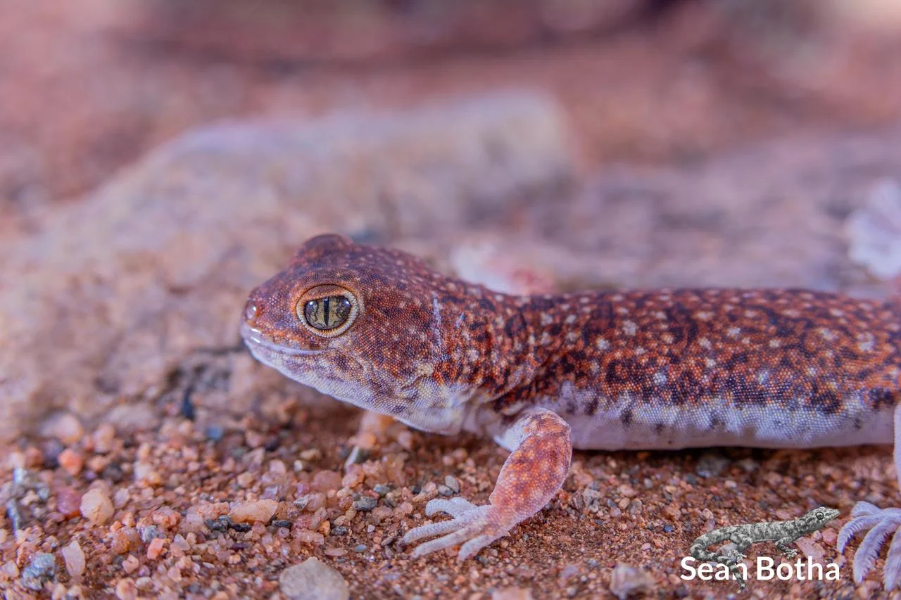 Ptenopus garrulus. From near Waterpoort, Limpopo. Sean Botha.