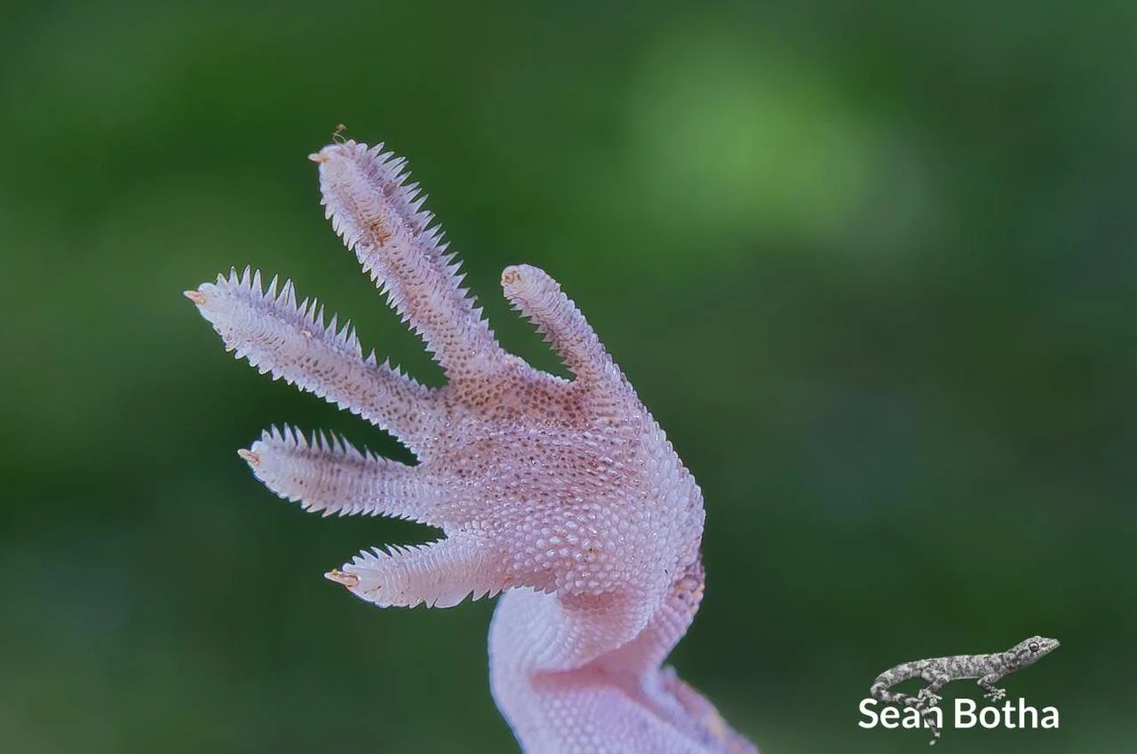Ptenopus garrulus Foot. From near Waterpoort, Limpopo. Sean Botha.