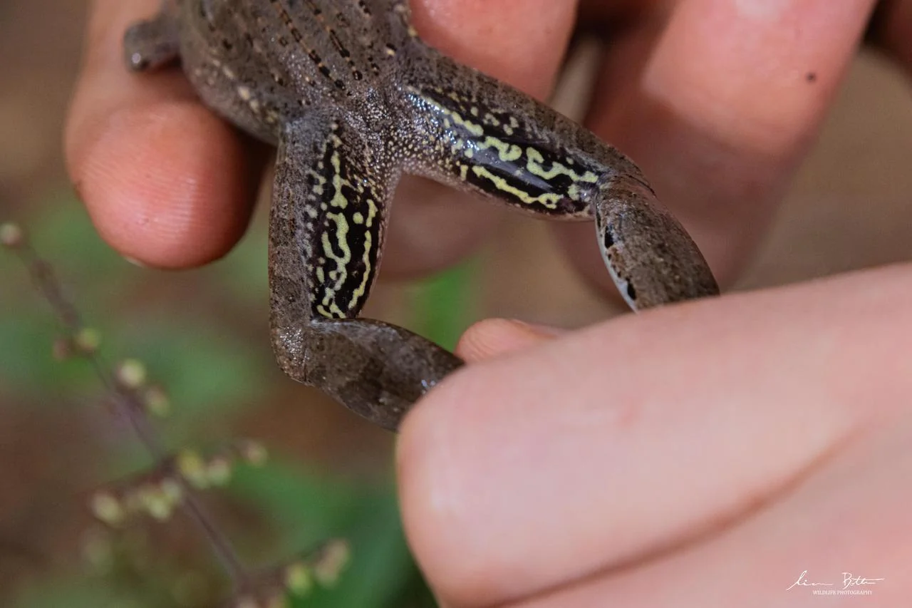 Ptychadena anchietae. From near Musina, Limpopo. Liam Botha.