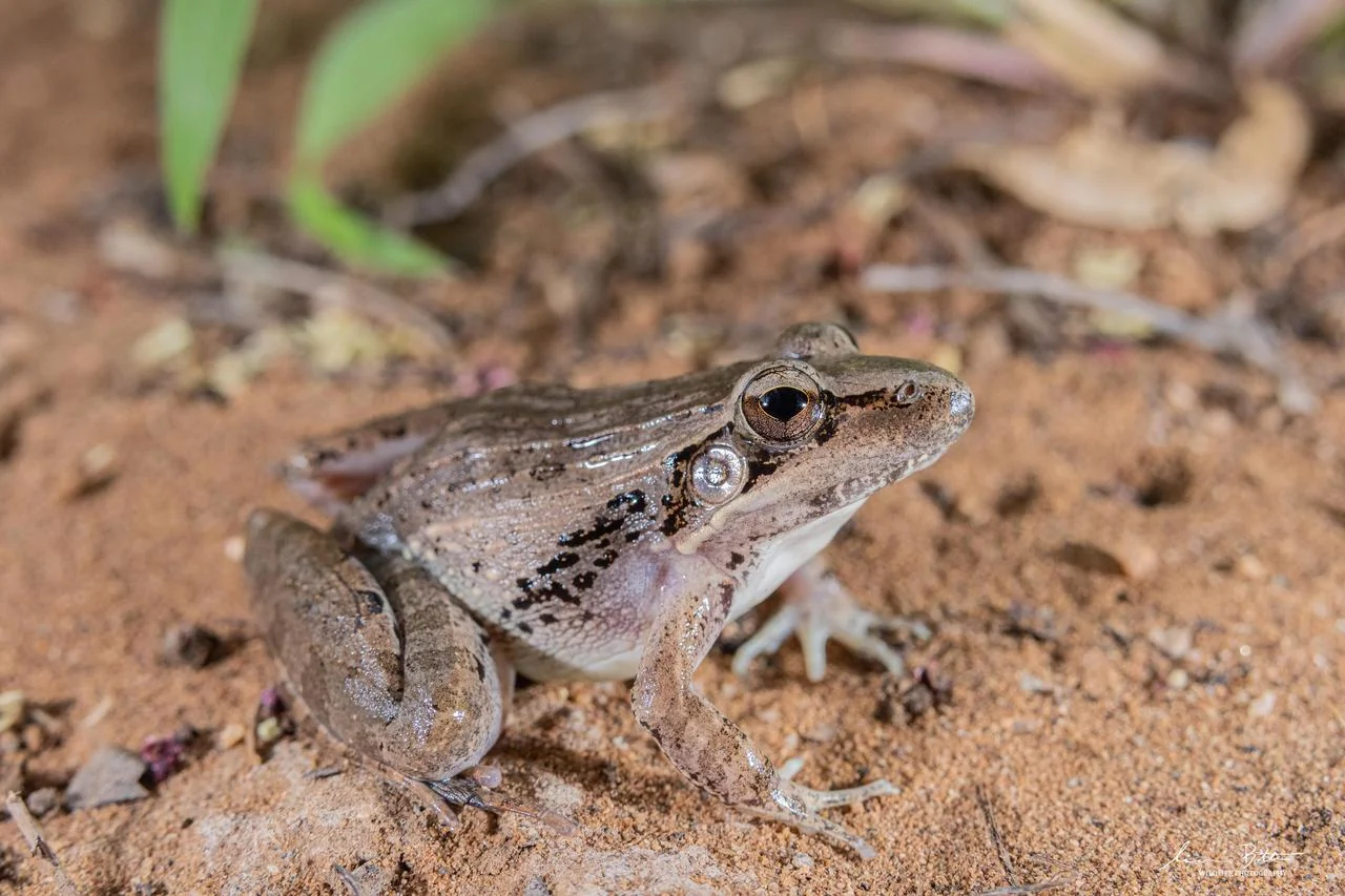 Ptychadena anchietae. From near Musina, Limpopo. Liam Botha.