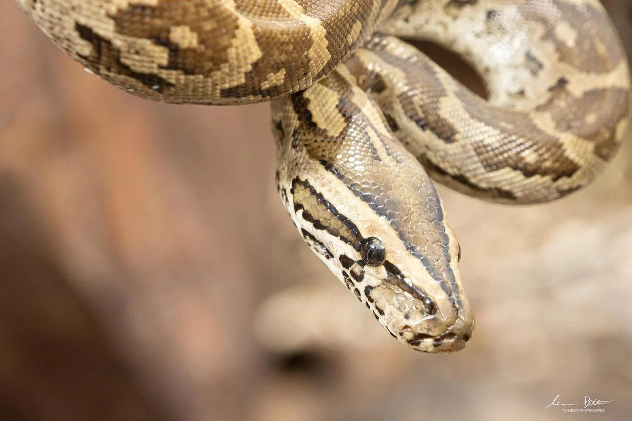 Python natalensis. From Steenbokpan, Limpopo. Liam Botha.