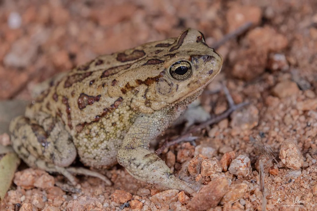 Sclerophrys garmani. From near Musina, Limpopo. Liam Botha.