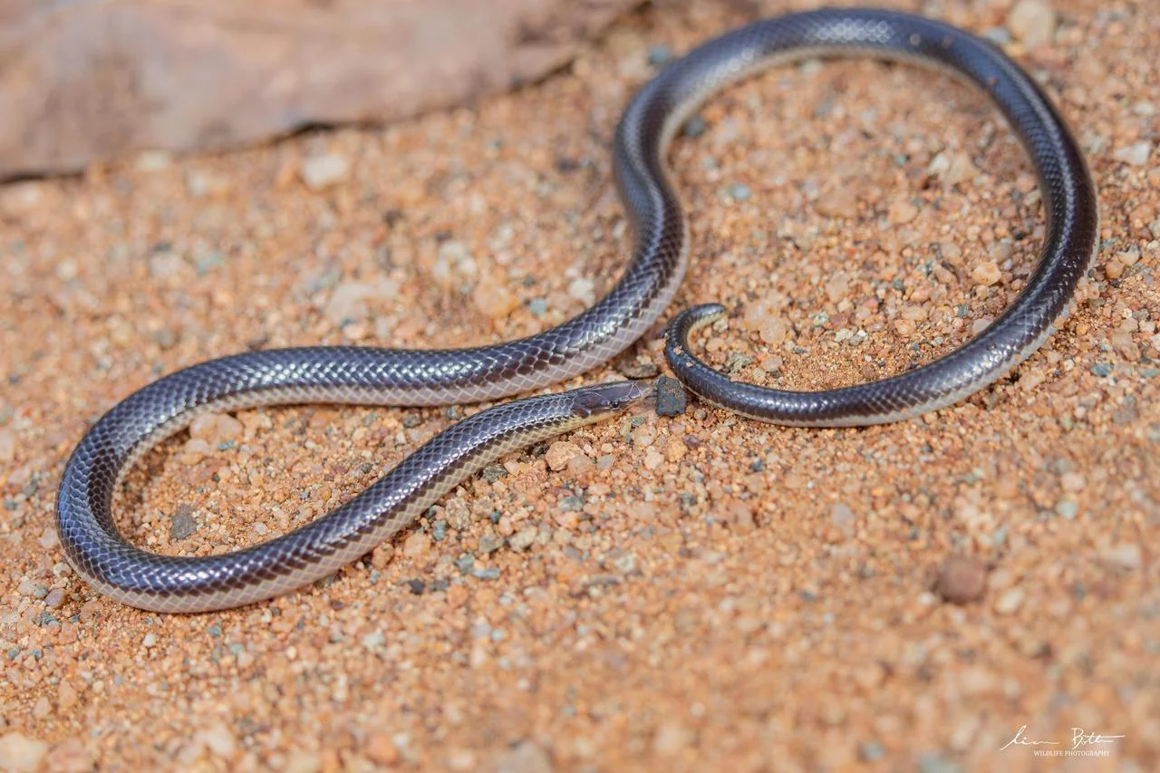 Xenocalamus bicolor lineatus. From near Waterpoort, Limpopo. Liam Botha.