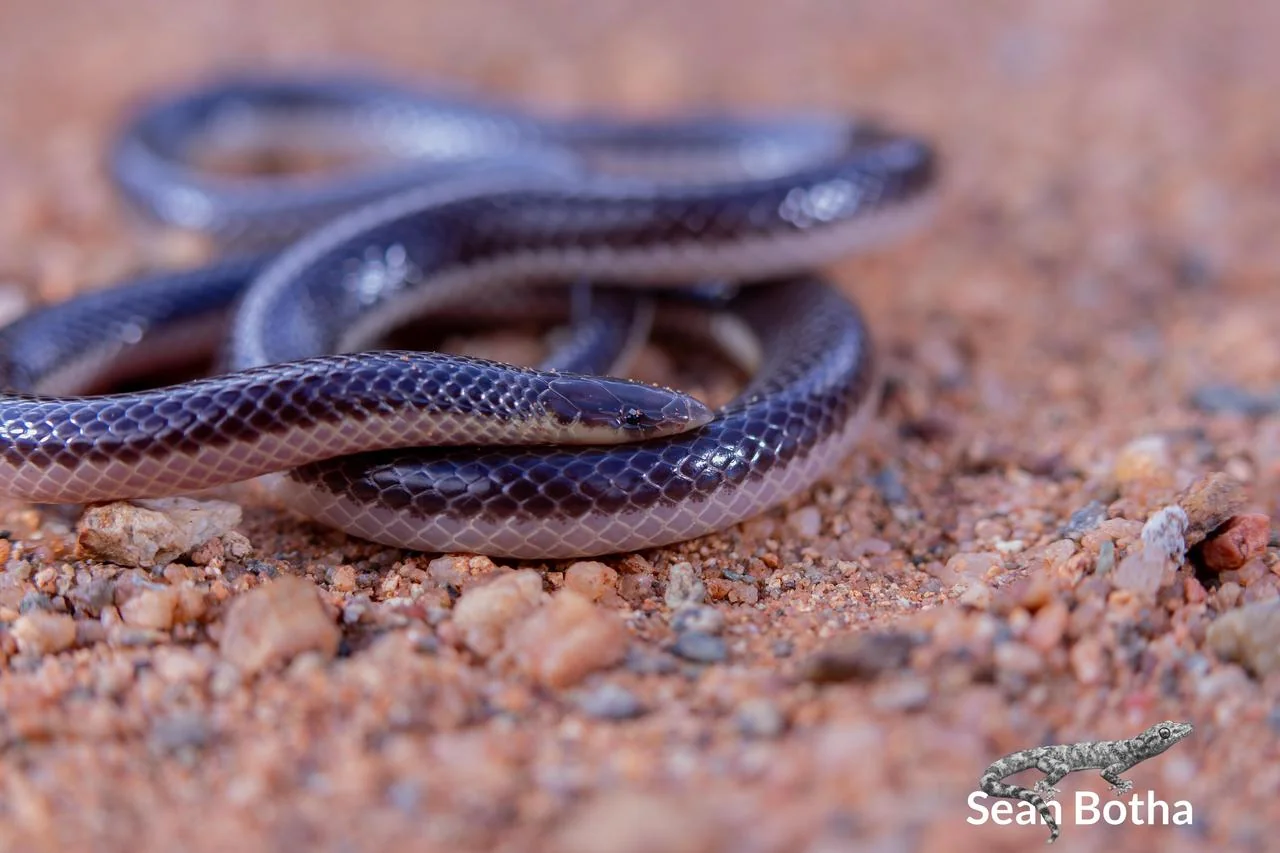 Xenocalamus bicolor lineatus. From near Waterpoort, Limpopo. Sean Botha.
