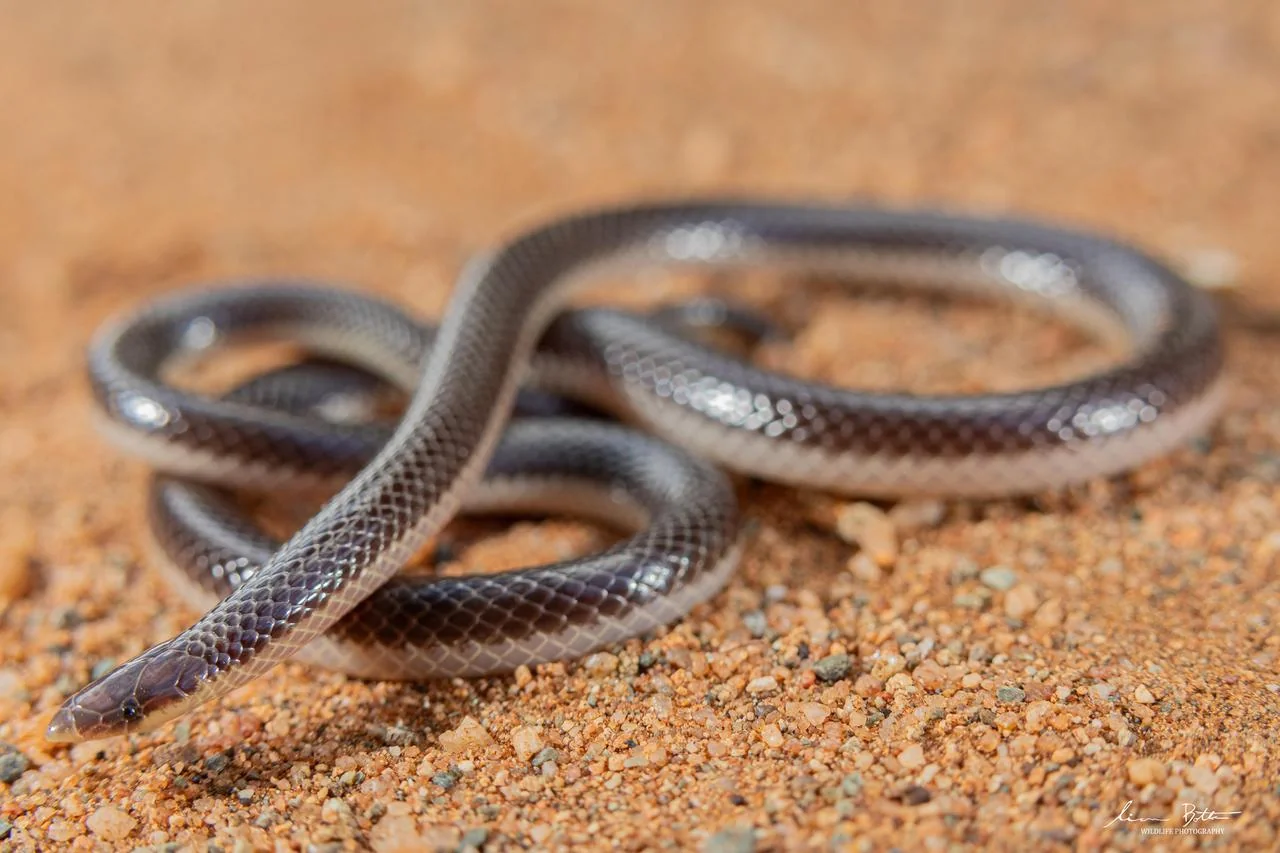 Striped Quill-snouted Snake – Xenocalamus bicolor lineatus
