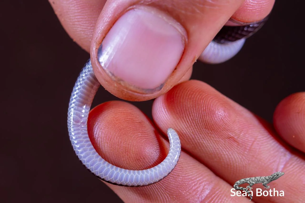 Xenocalamus bicolor lineatus. From near Waterpoort, Limpopo. Sean Botha.