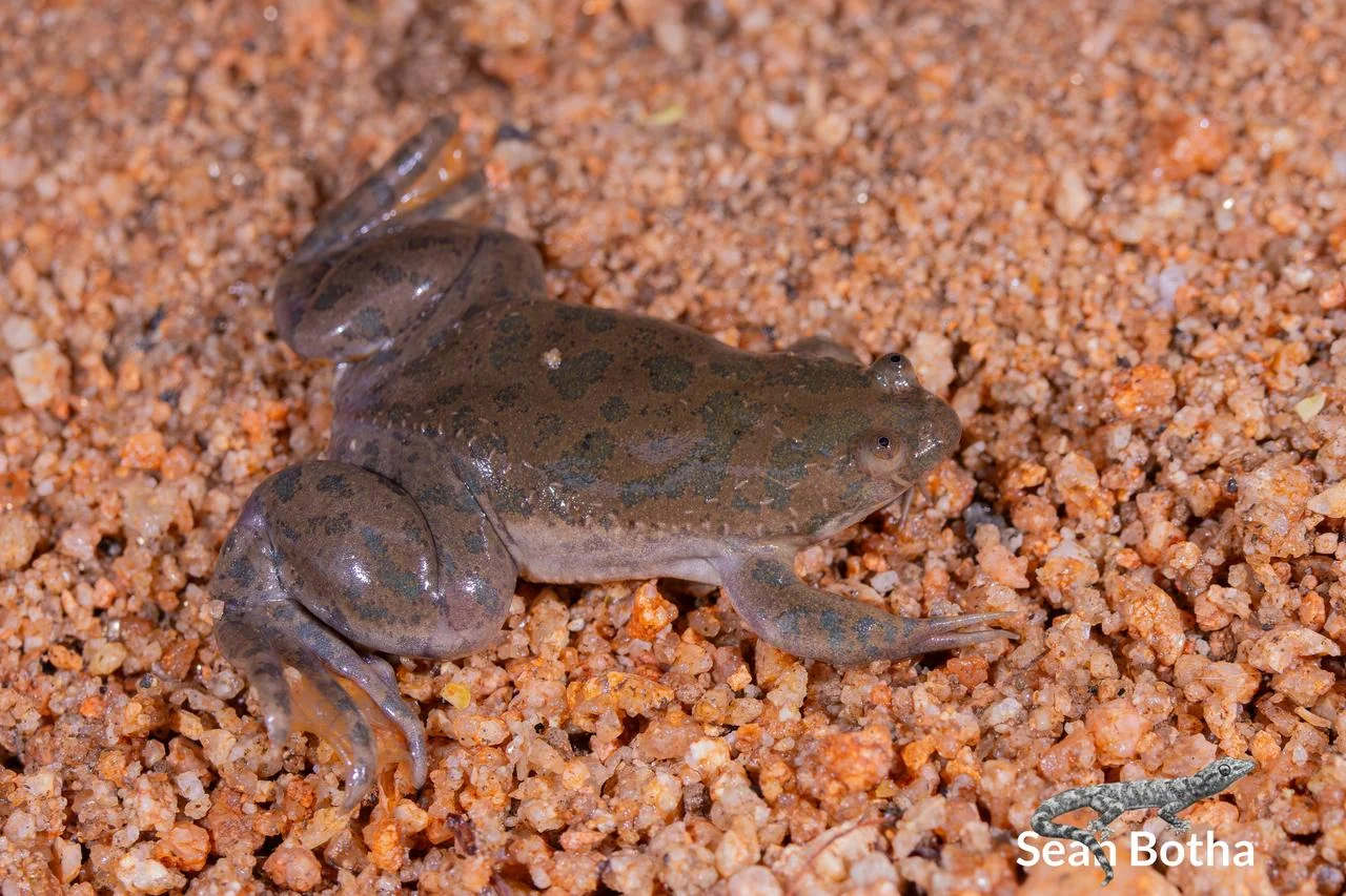 Xenopus muelleri. From near Musina, Limpopo. Sean Botha.