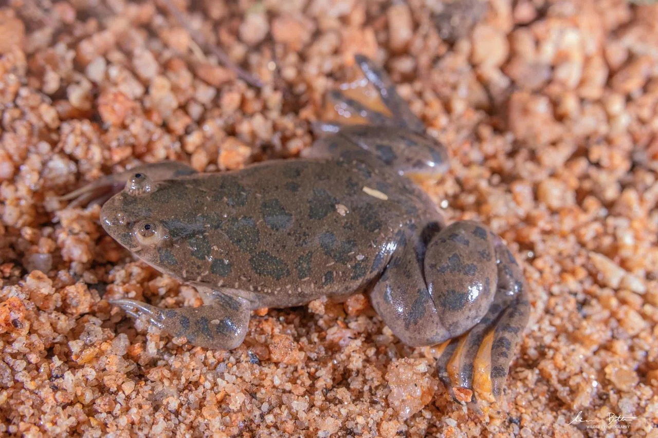 Xenopus muelleri. From near Musina, Limpopo. Liam Botha.