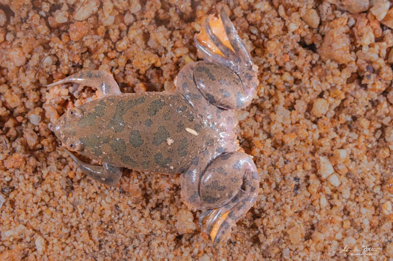 Xenopus muelleri. From near Musina, Limpopo. Liam Botha.