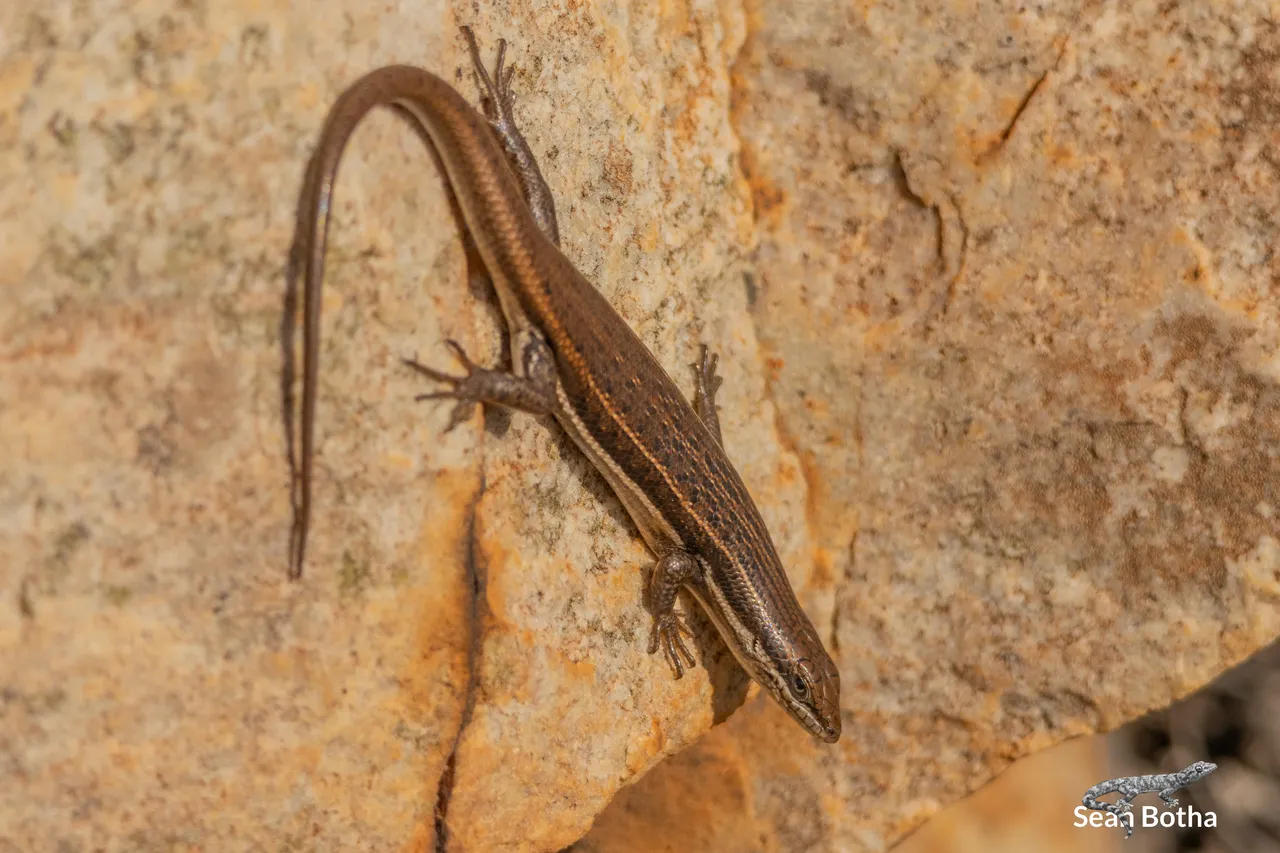 Trachylepis laevigata. From Faerie Glen Nature Reserve, Gauteng. Sean Botha.