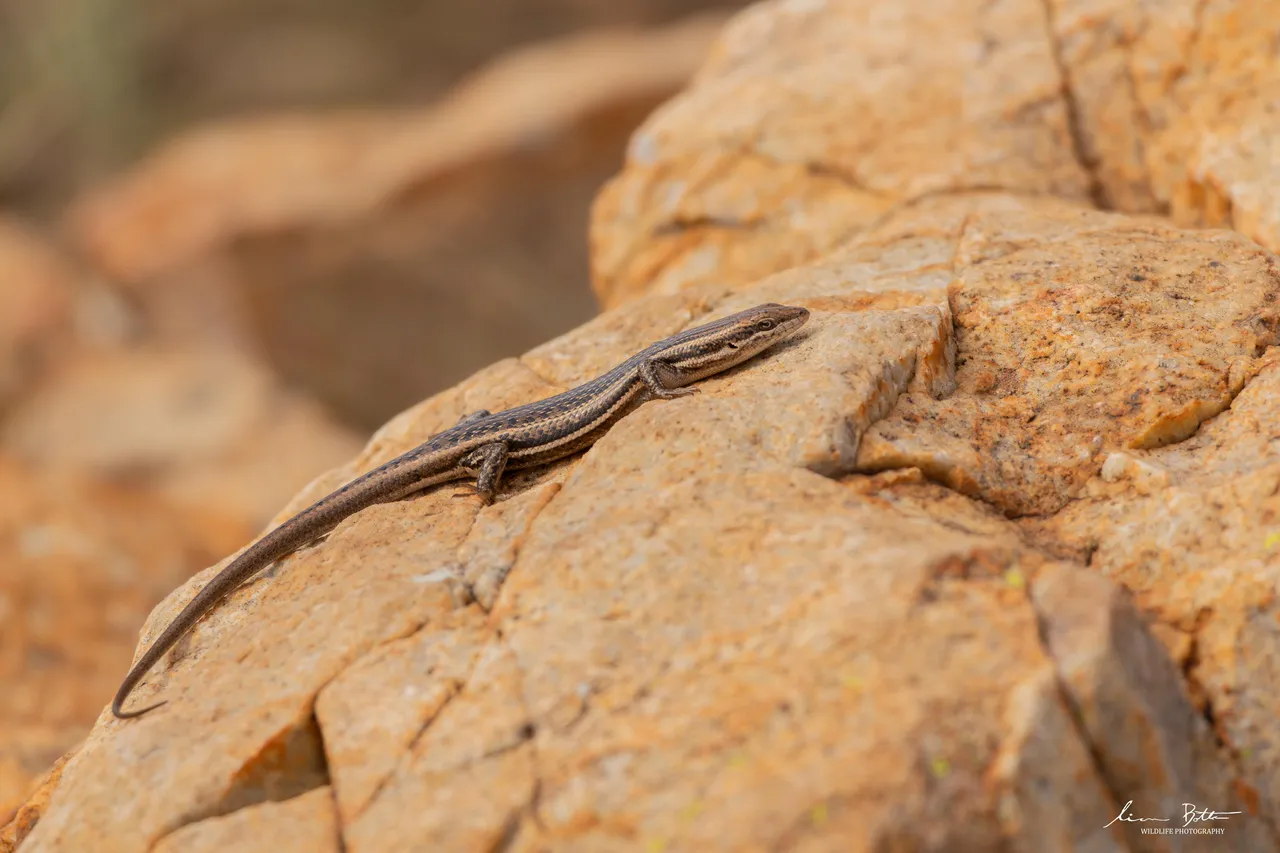 Trachylepis laevigata. From Faerie Glen Nature Reserve, Gauteng. Liam Botha.