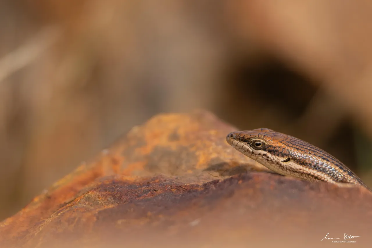 Trachylepis laevigata. From Faerie Glen Nature Reserve, Gauteng. Liam Botha.