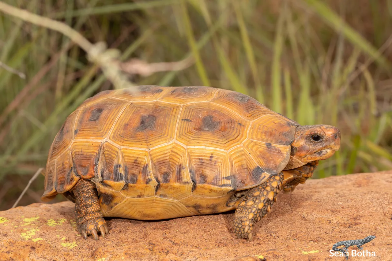 Kinixys lobatsiana. From Cullinan, Gauteng. Sean Botha.