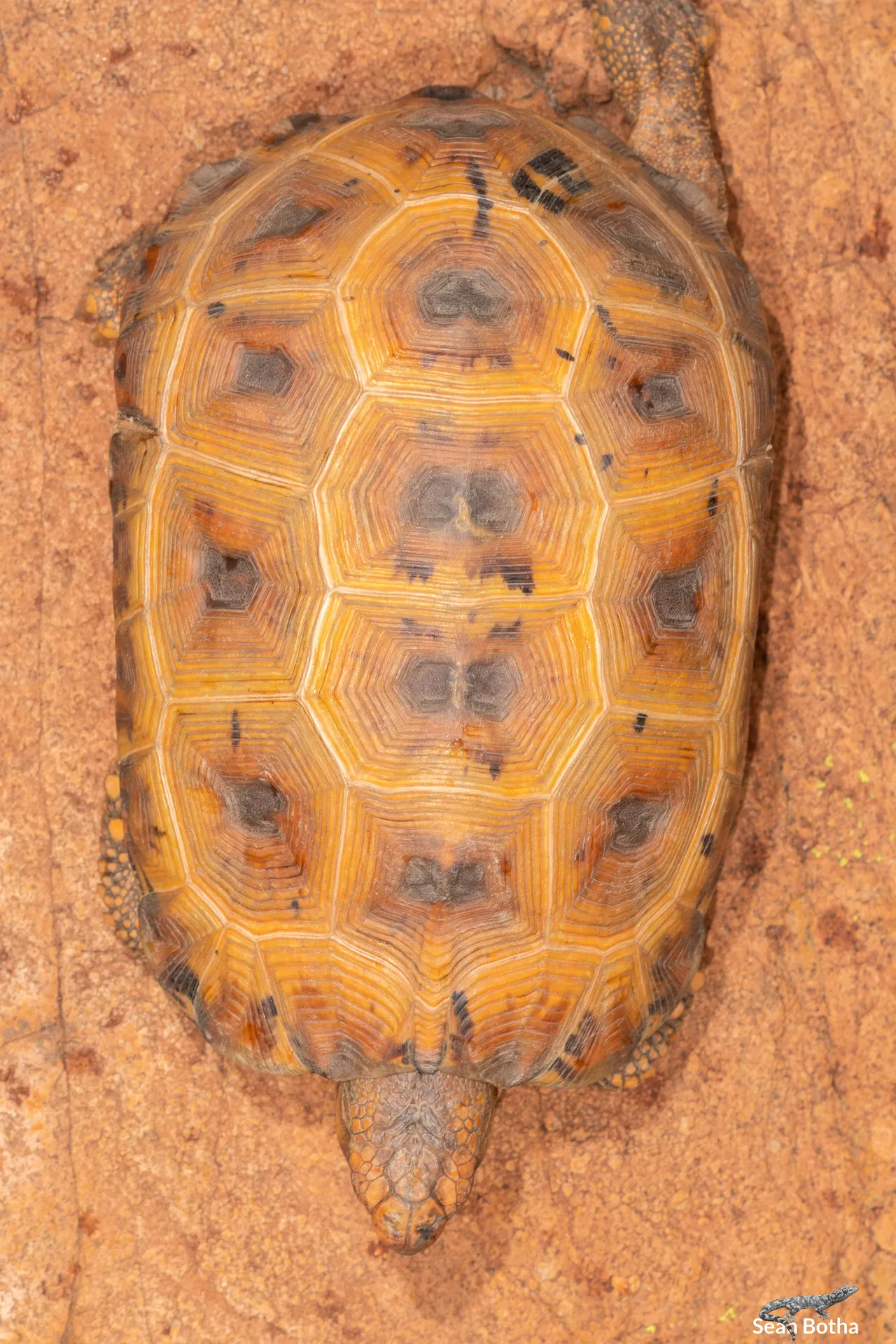 Kinixys lobatsiana. From Cullinan, Gauteng. Sean Botha.