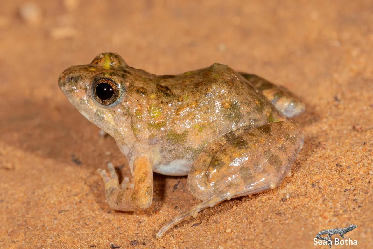 Phrynobatrachus natalensis. From Dinokeng North, Gauteng. Sean Botha.