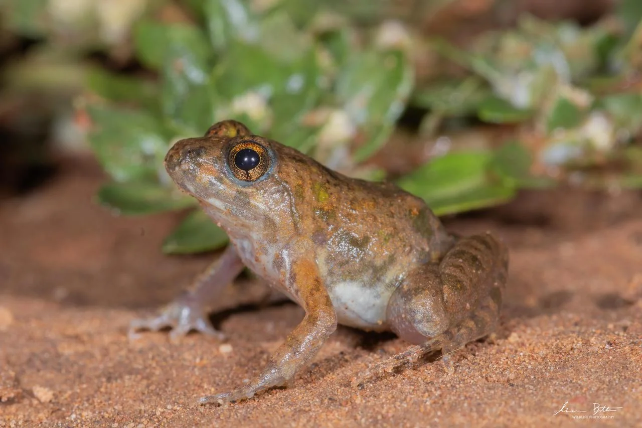 Phrynobatrachus natalensis. From Dinokeng North, Gauteng. Liam Botha.